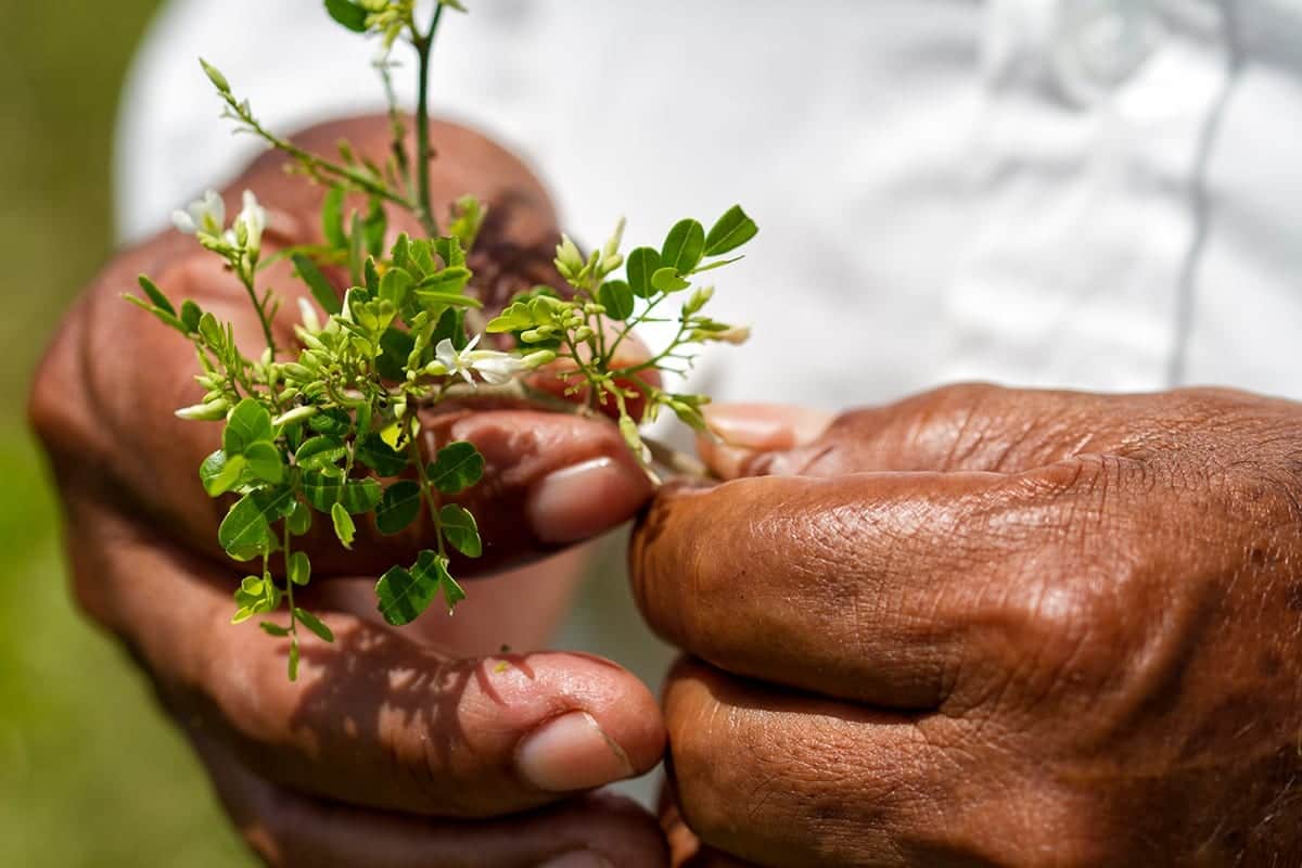 Negro 2020 para defensoras del medio ambiente: fueron asesinados 18 de estos guardianes