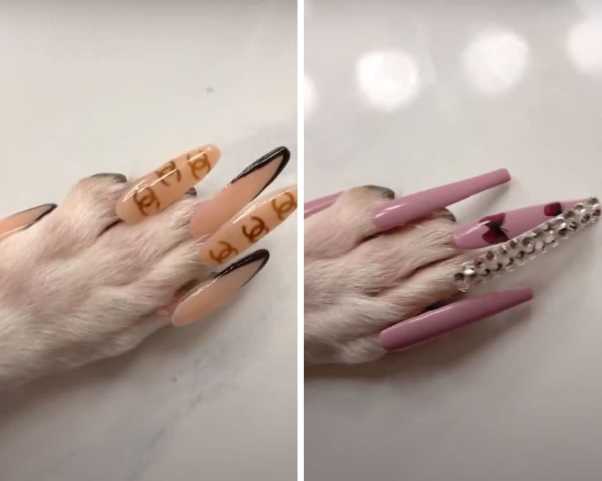 Video: Influencer es severamente criticada por ponerle uñas postizas a su perro