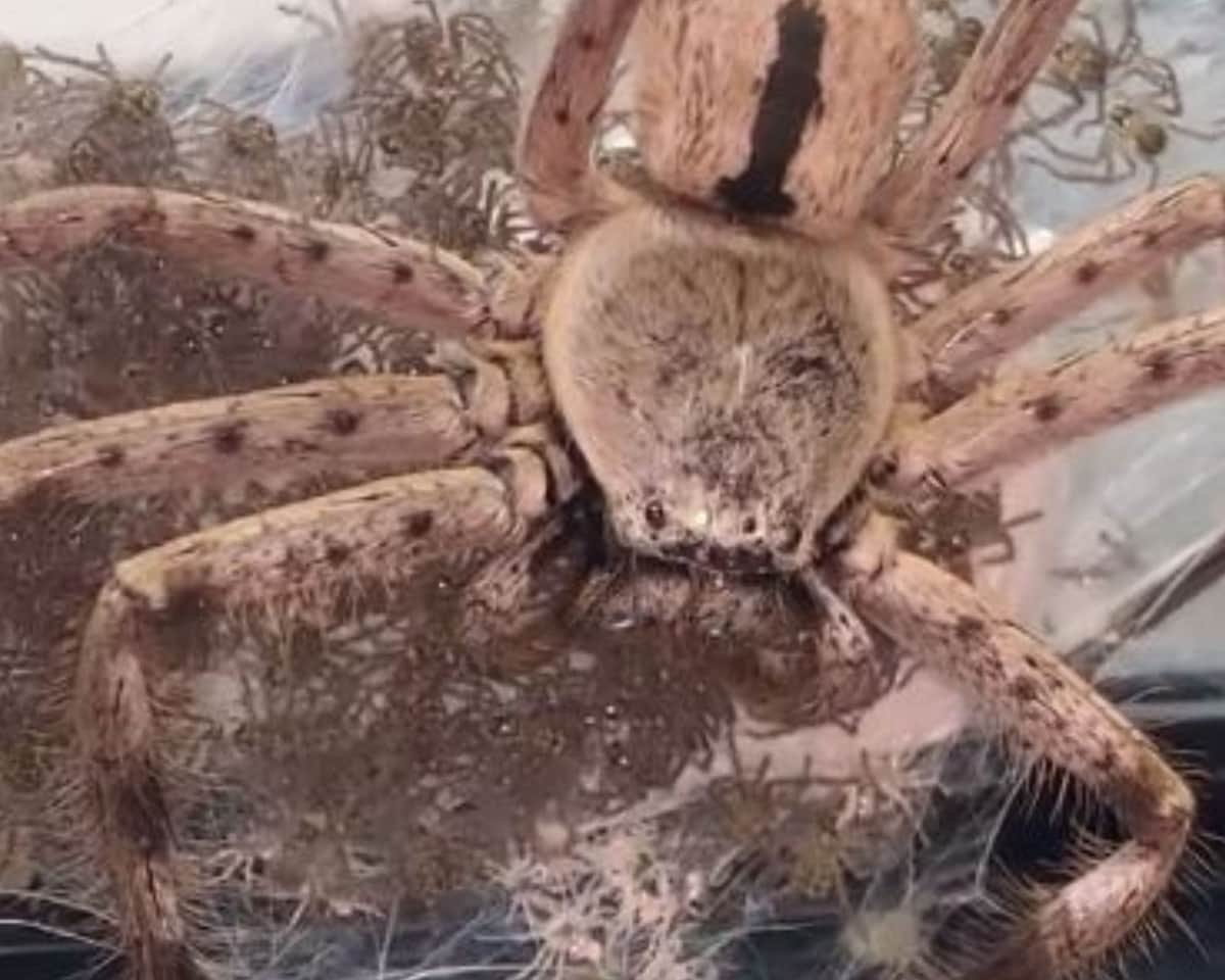Video: Mujer ayuda a enorme araña a tener 200 crías y se queda con una