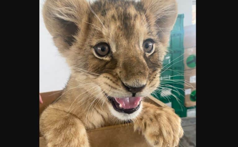 Resguardan una cachorra de león africano en el aeropuerto de Ciudad Juárez