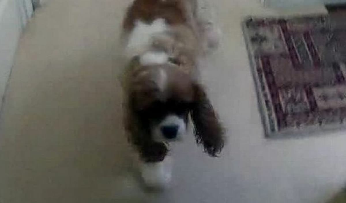 Anciana busca su perro por dos días, lo encuentran debajo de una silla reclinable