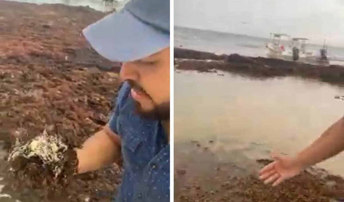 VIDEO: Exhibe ambientalista erosión a las costas de Playa del Carmen por recoja de sargazo