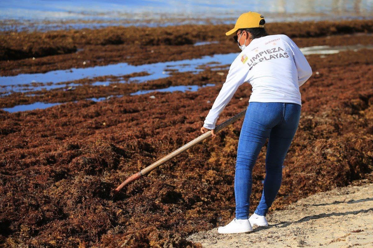 Labor titánica en la recolección del sargazo en Playa del Carmen