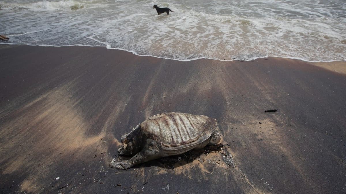 Tortugas mueren tras incendiarse un barco en costas de Sri Lanka