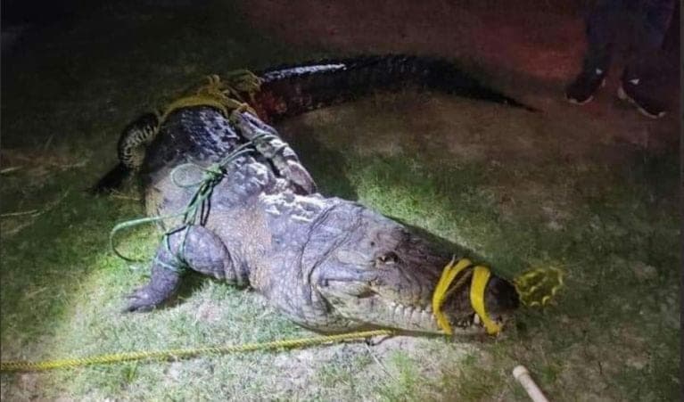 Cocodrilo ataca a una mujer y la asesina, ahora en Tampico