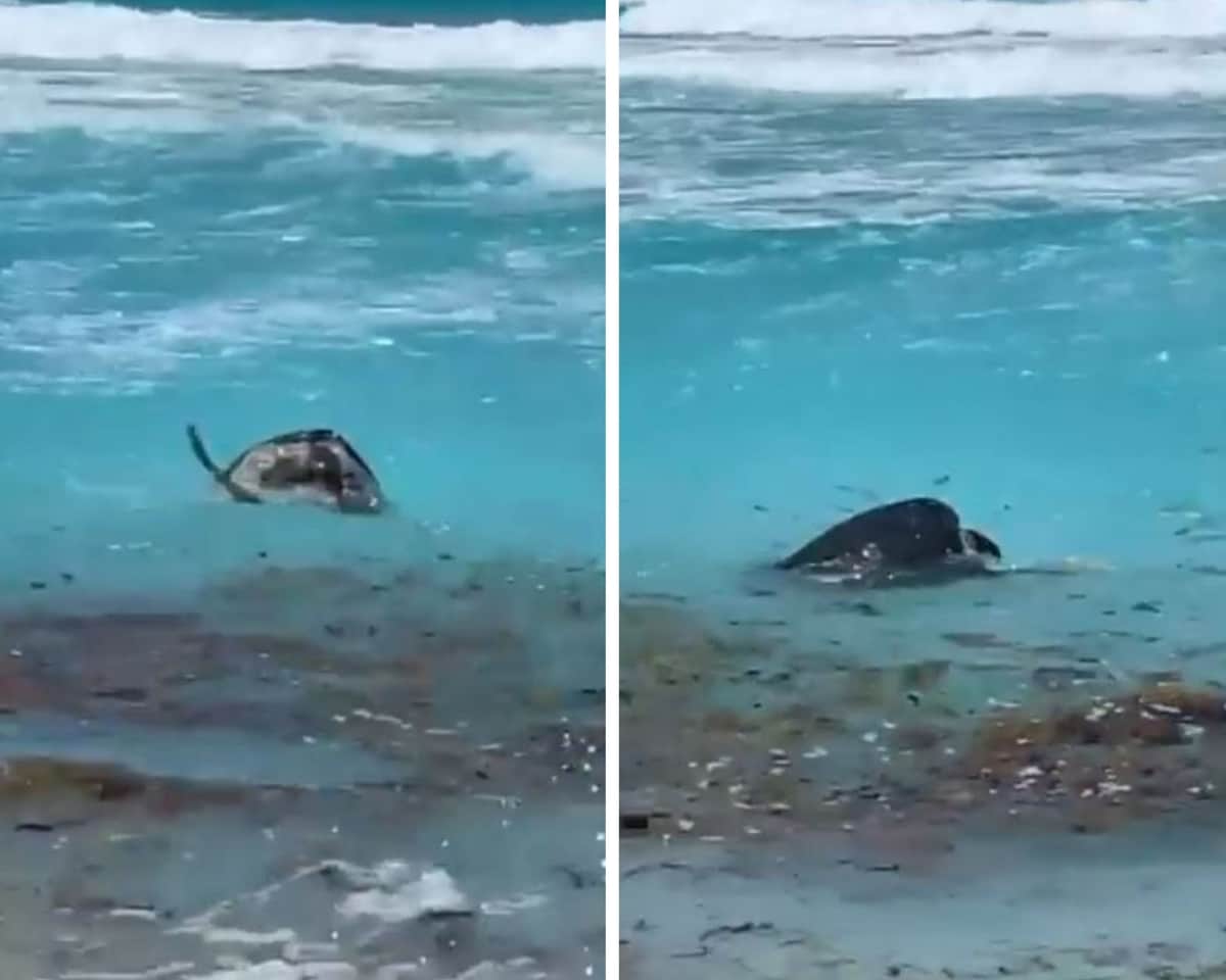 VIDEO: Captan a tortugas apareándose en Cancún a la vista de todos