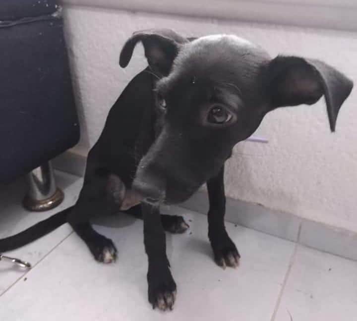 Animalistas en Cancún reciben hasta 15 denuncias diarias por maltrato de mascotas
