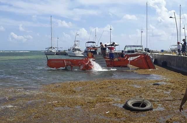 ¡Simplemente sirven para la foto! Hoteleros de Mahahual en contra de sargaceras