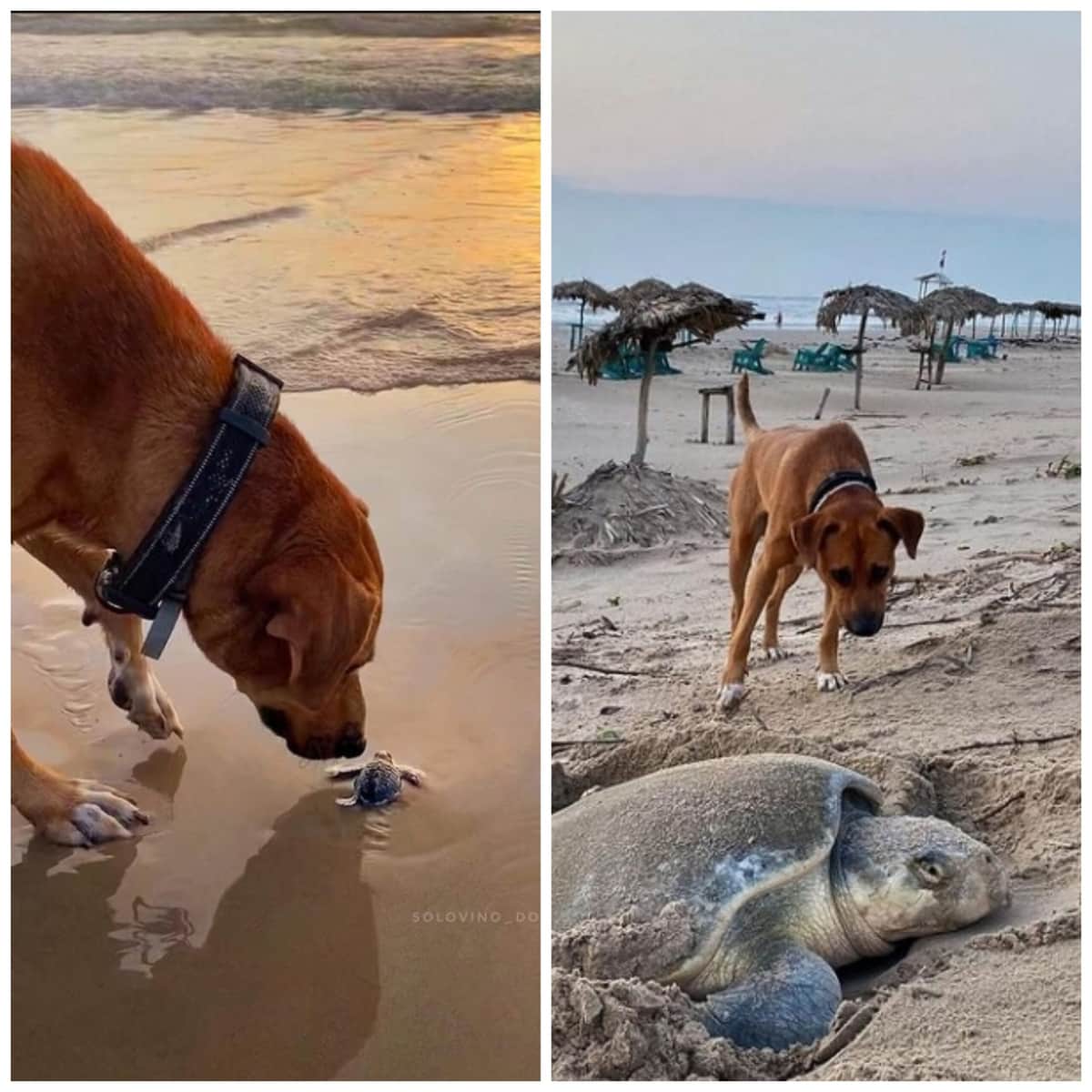 Solovino, el perrito que cuida y ayuda a las tortugas a llegar al mar