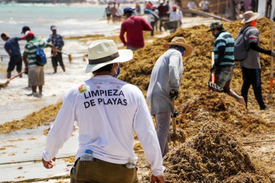 Red de Monitoreo aclara que sargazo no afectará a toda la costa quintanarroense