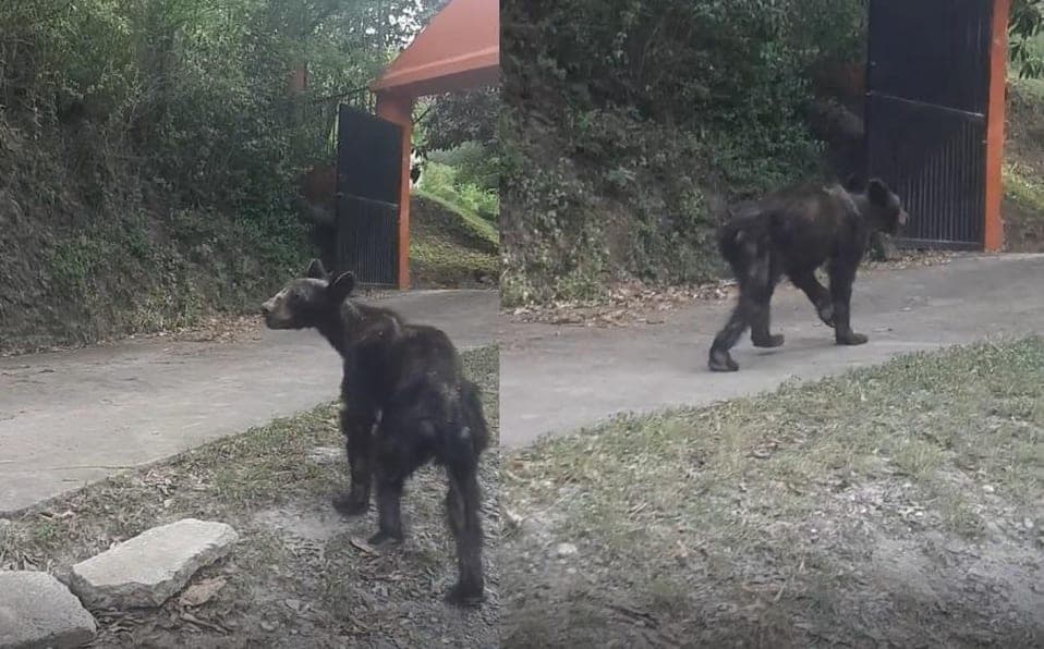 VIDEO: Captan a oso desnutrido deambular por las calles de Nuevo León