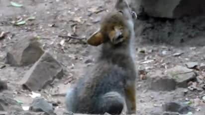 Captan el primer aullido de un lobo mexicano gris a días de haber nacido
