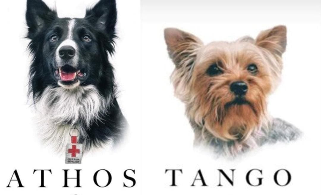 Indigna muerte de dos perritos rescatistas que fueron envenenados