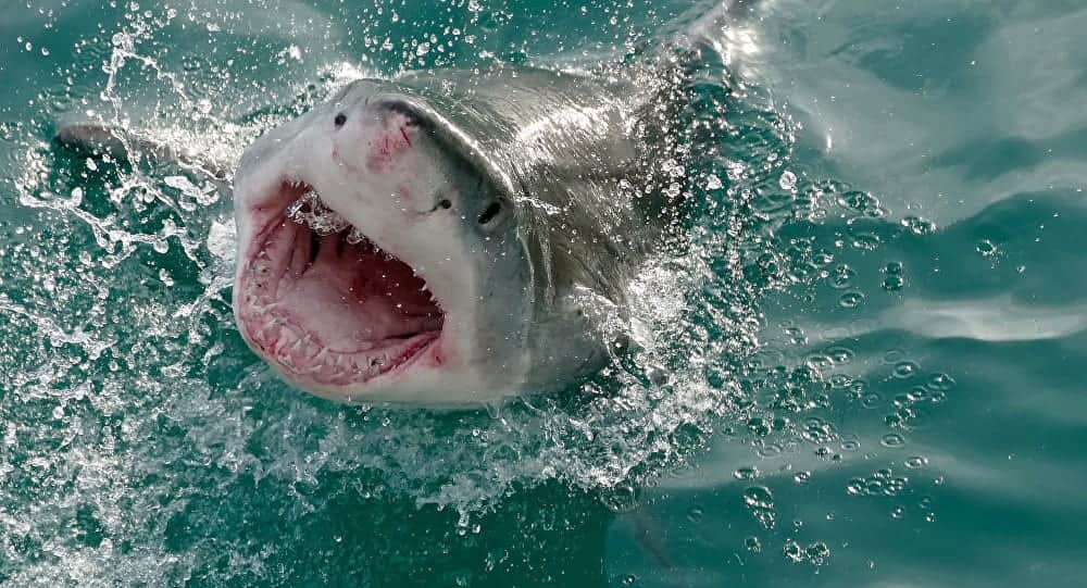 Reportan dos ataques de tiburones a un niño y a un hombre en Florida