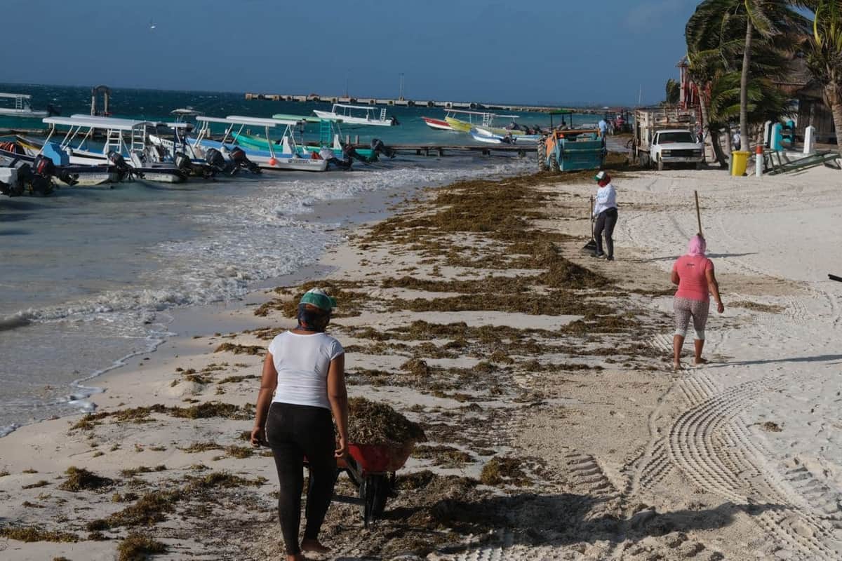 Mantienen en Puerto Morelos limpieza de playas ante presencia del sargazo