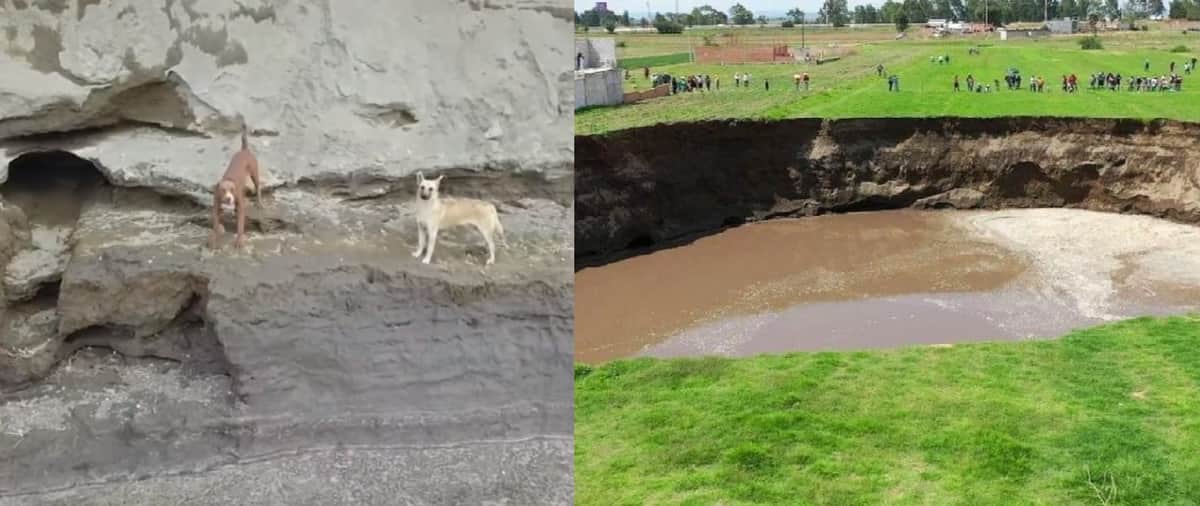 VIDEO: Captan con vida a perritos que cayeron al socavón de Puebla