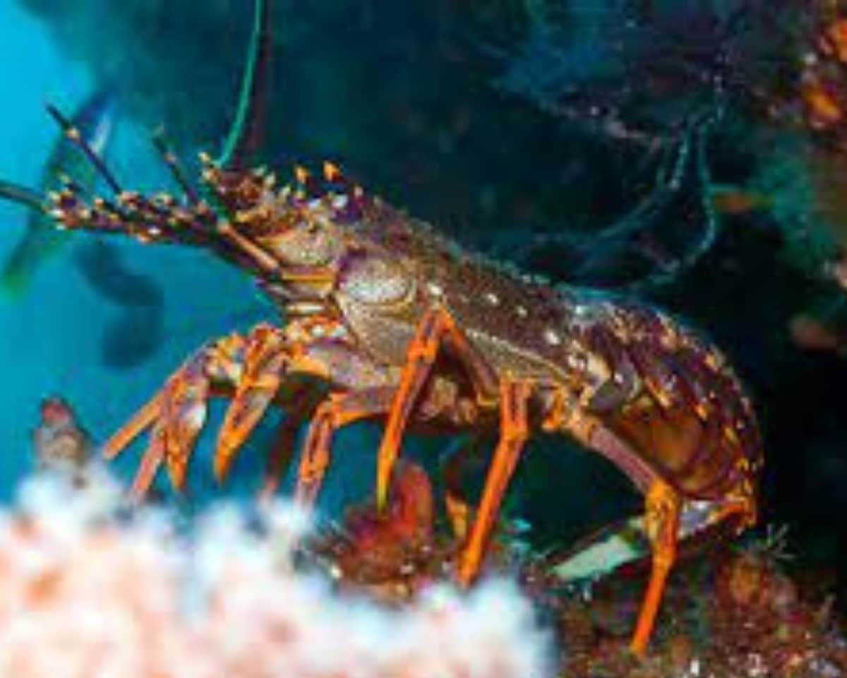 Investigadores drogan a langostas con cannabis para ver si así les duele menos al hervirlas