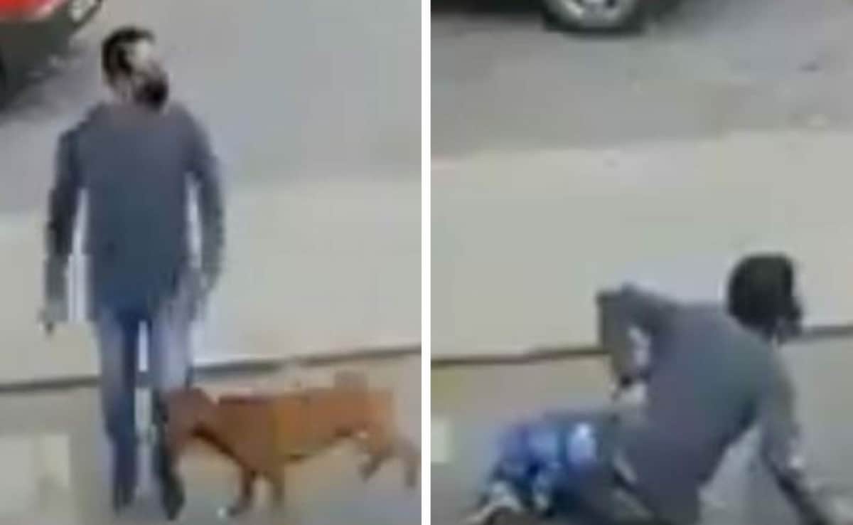 Video: Perrito 'atropella' a un hombre en la calle y se vuelve viral