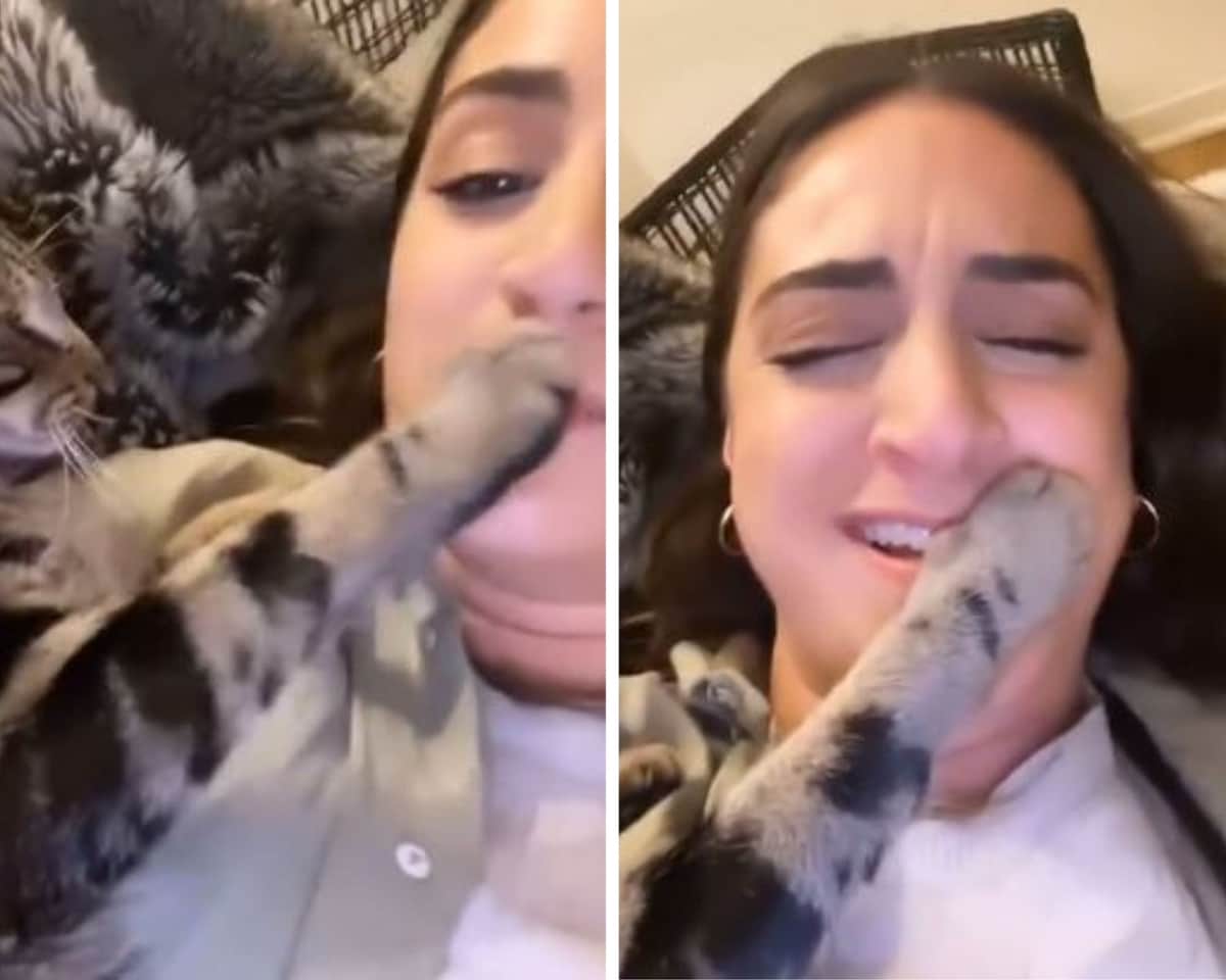 Video: Michi se pone celoso y silencia a su humana para que no llame a otra mascota