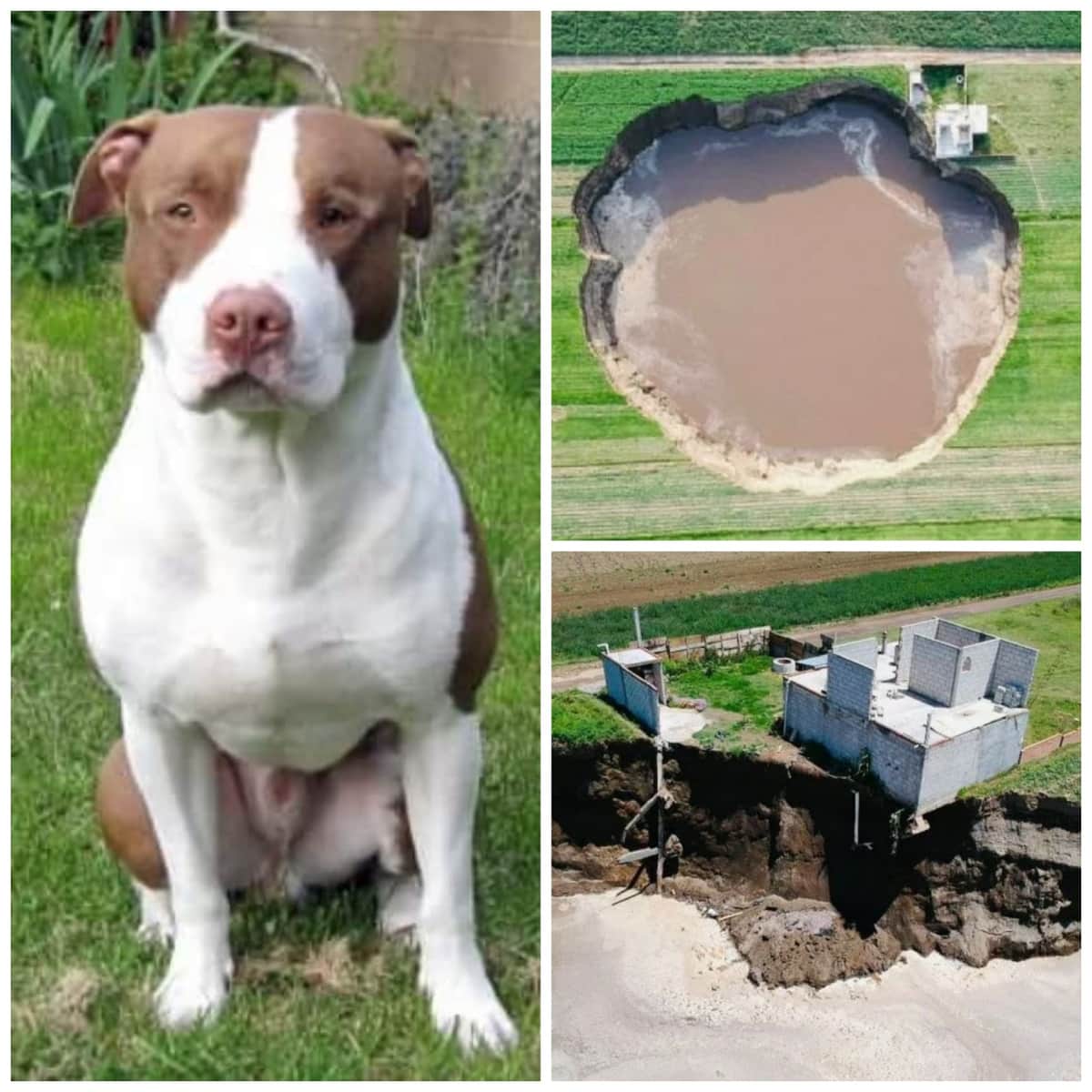 Cae perrito a socavón de más de 100 metros en Puebla; autoridades no lo rescatarán