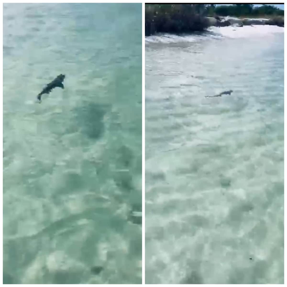 VIDEO: Sorprende avistamiento de tiburón en Cozumel