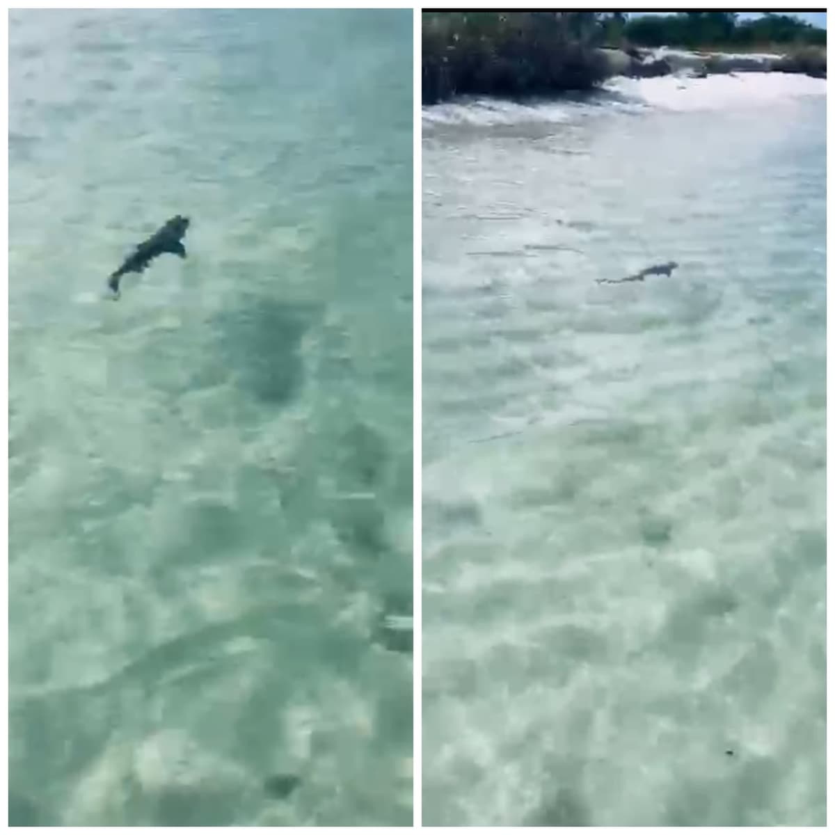 VIDEO: Sorprende avistamiento de tiburón en Cozumel