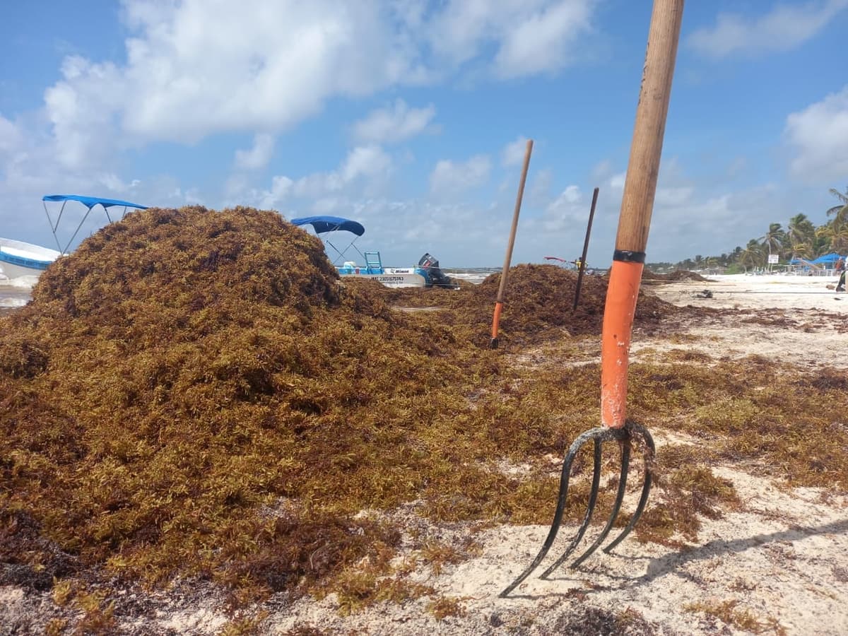 Sargazo deja a náuticos sin trabajo en Tulum