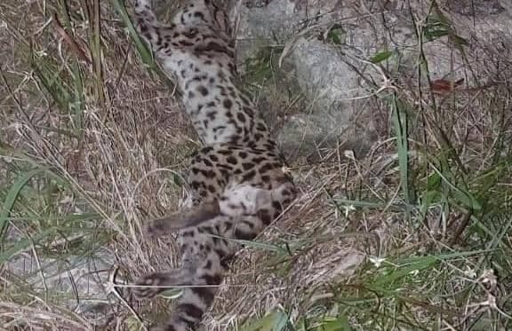 Taxista halla muerto a un ocelote en Tulum