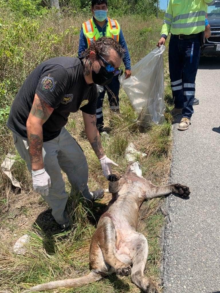Arrollan a puma que cruzaba carretera Playa del Carmen-Tulum