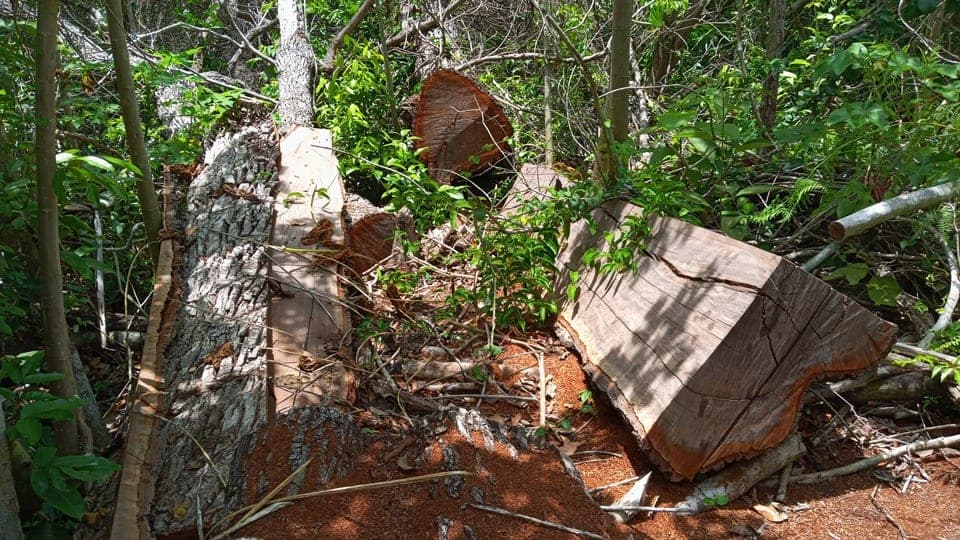 Ecocidas arrasan con árboles en Kantunilkín para venderlos hasta en 10 mil pesos en Holbox