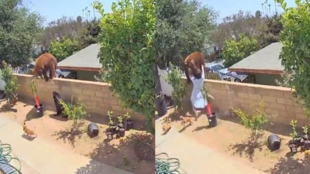 VIDEO: Sorprende mujer al enfrenta a un oso para defender a sus 'perrijos'