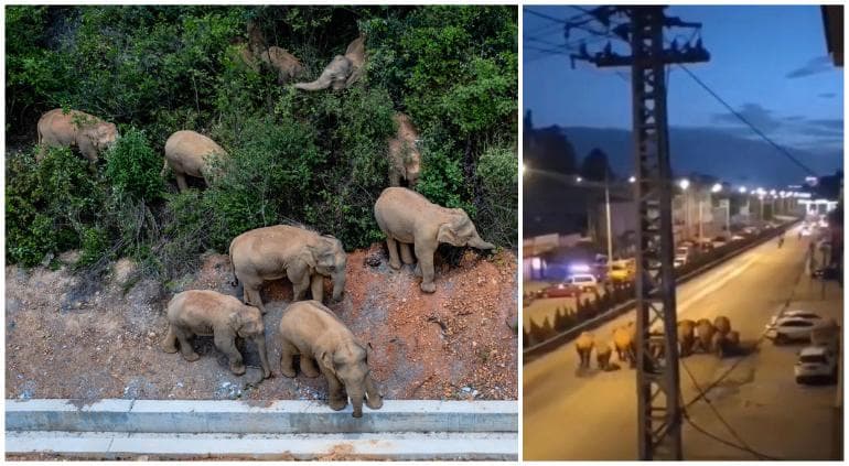 Manada de elefantes salvajes se acerca a una ciudad china tras viajar 500 kilómetros