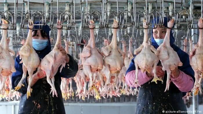 China confirma primer contagio humano de gripe aviar H10N3