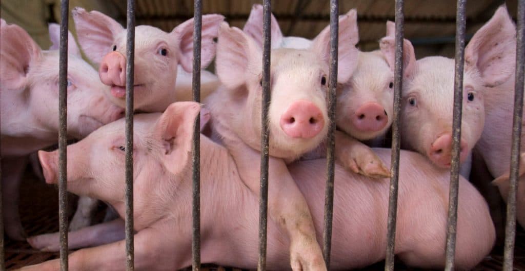 Emiten alerta en Centroamérica y México por brote de peste porcina africana