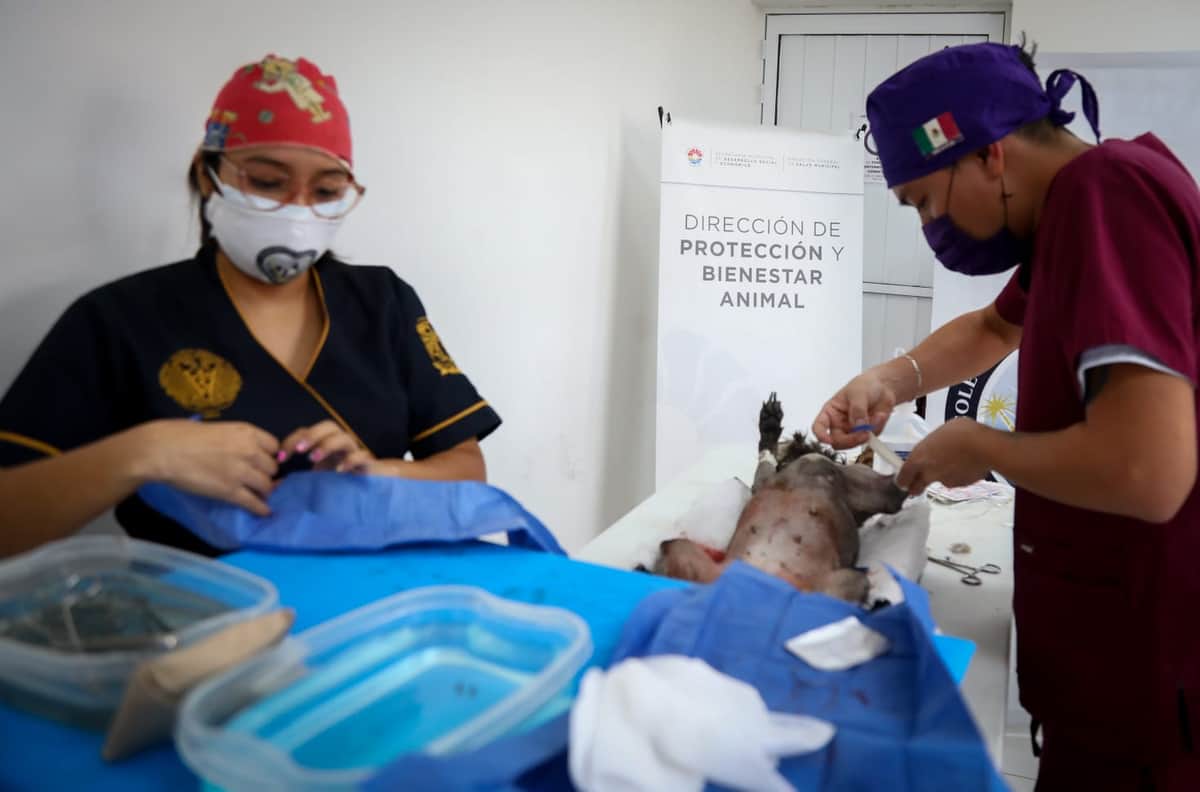 Anuncian Campaña de esterilización canina y felina en Cancún