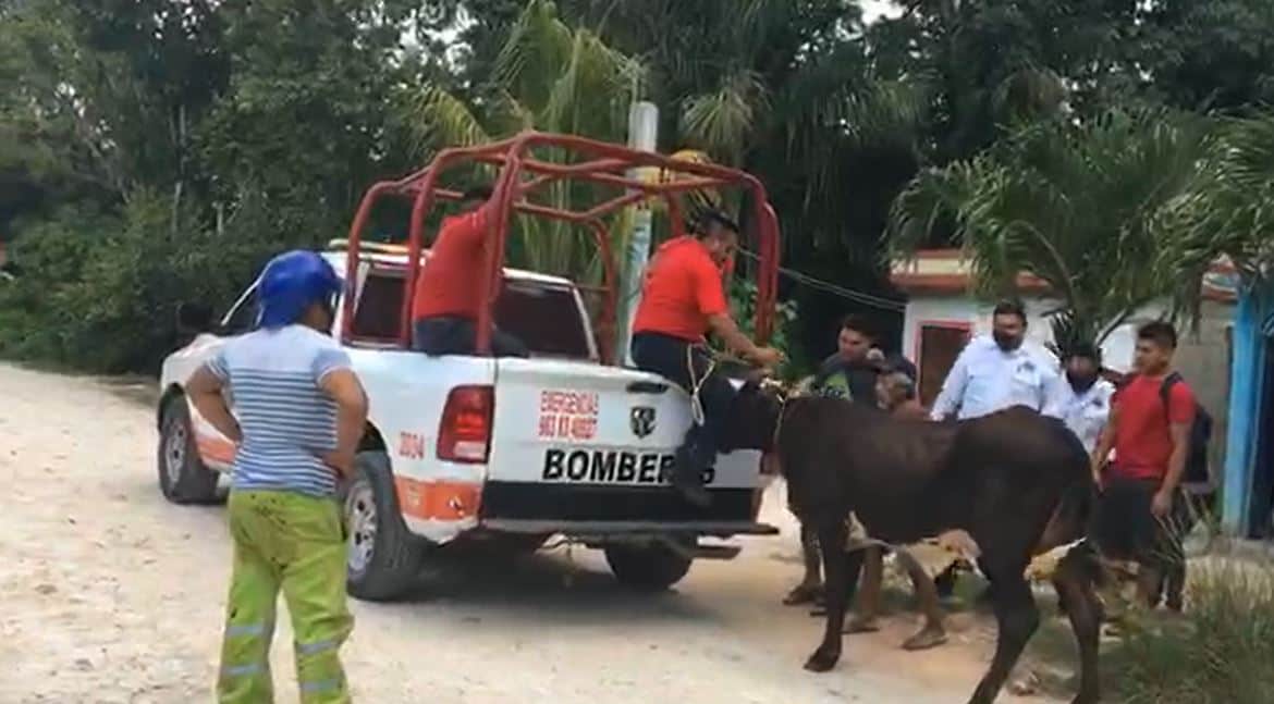 VIDEO: ¡Pánico en Felipe Carrillo Puerto! Toro suelto se metió en varias casas
