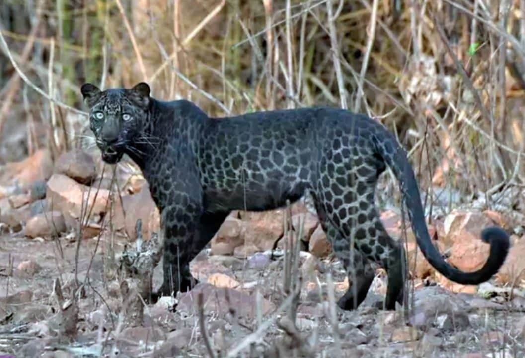 FOTOS: Avistan un extraño y hermoso leopardo negro durante un safari