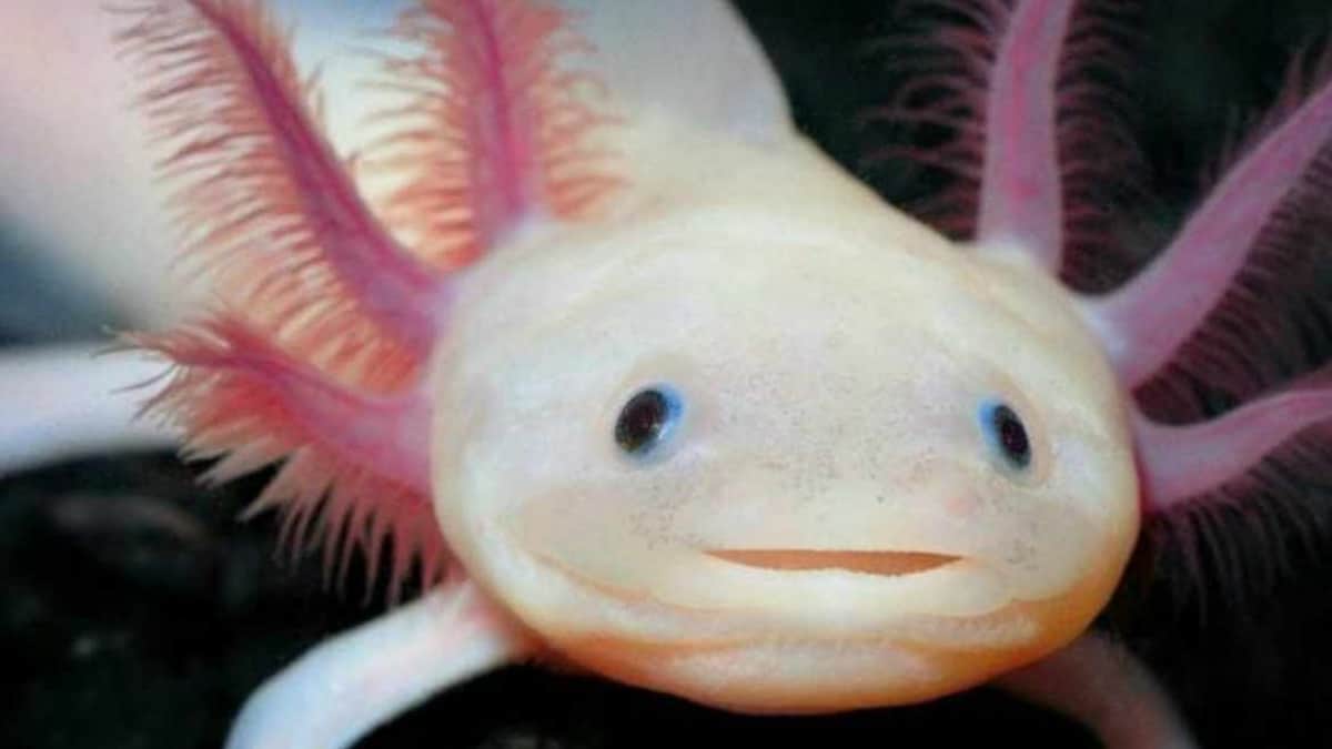 Crean Axolotitlán, primer museo dedicado al ajolote en la CDMX y NO, no es de Xcaret