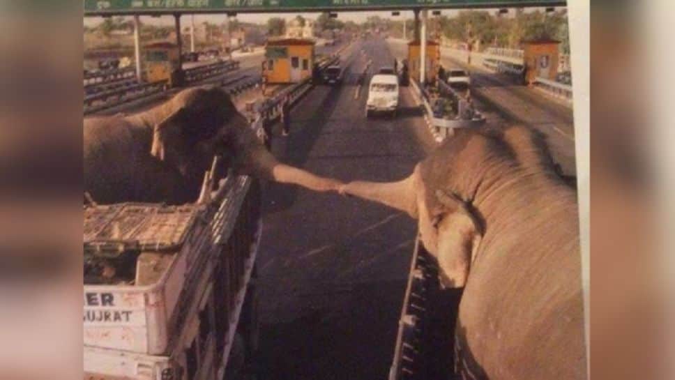 Elefantes sostienen sus trompas para darse el último adiós; no volverían a verse jamás