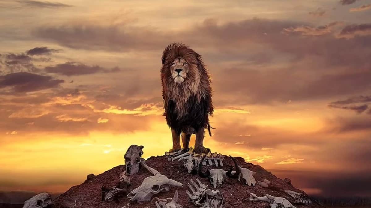 ¡IMPRESIONANTE! Fotógrafo británico capturó a un león africano sobre una pila de huesos