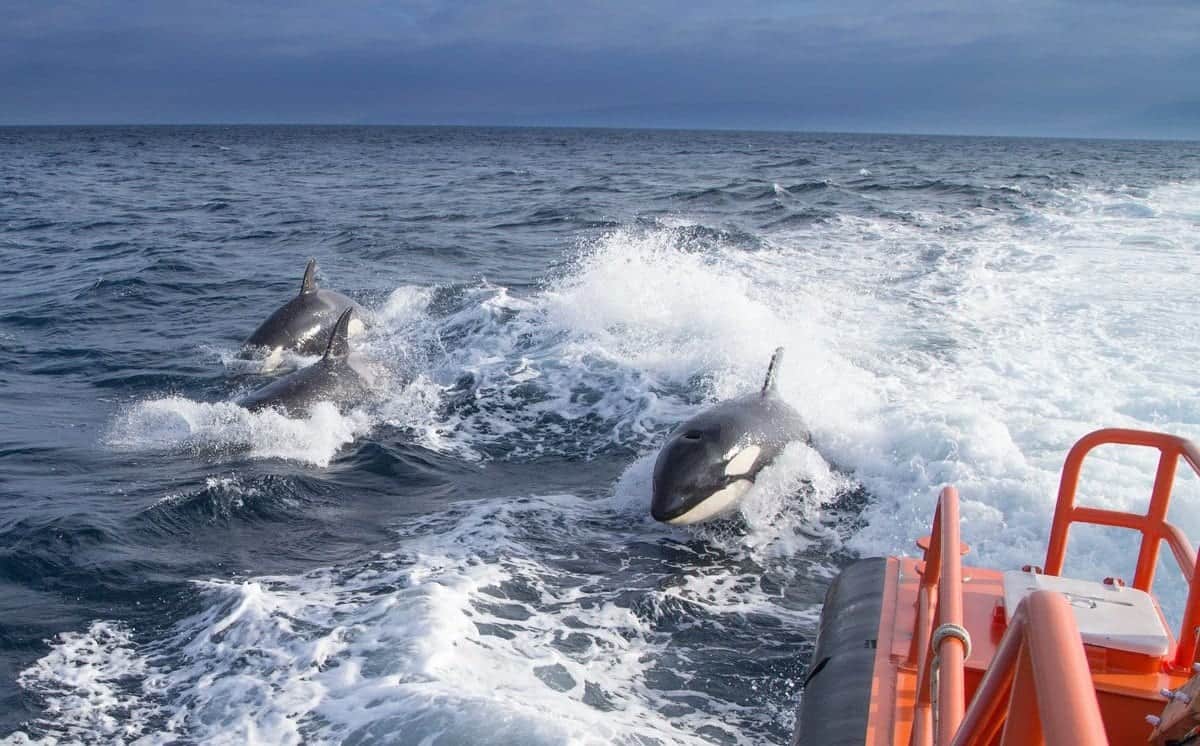 Grupos de orcas atacan veleros en las costas de España