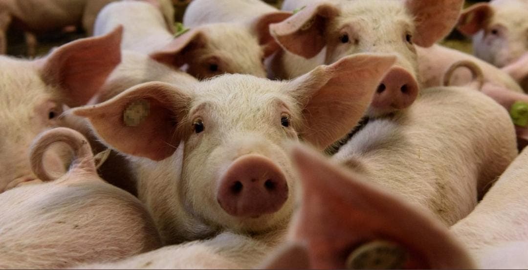 Confirma Alemania brote de peste porcina africana en tres granjas