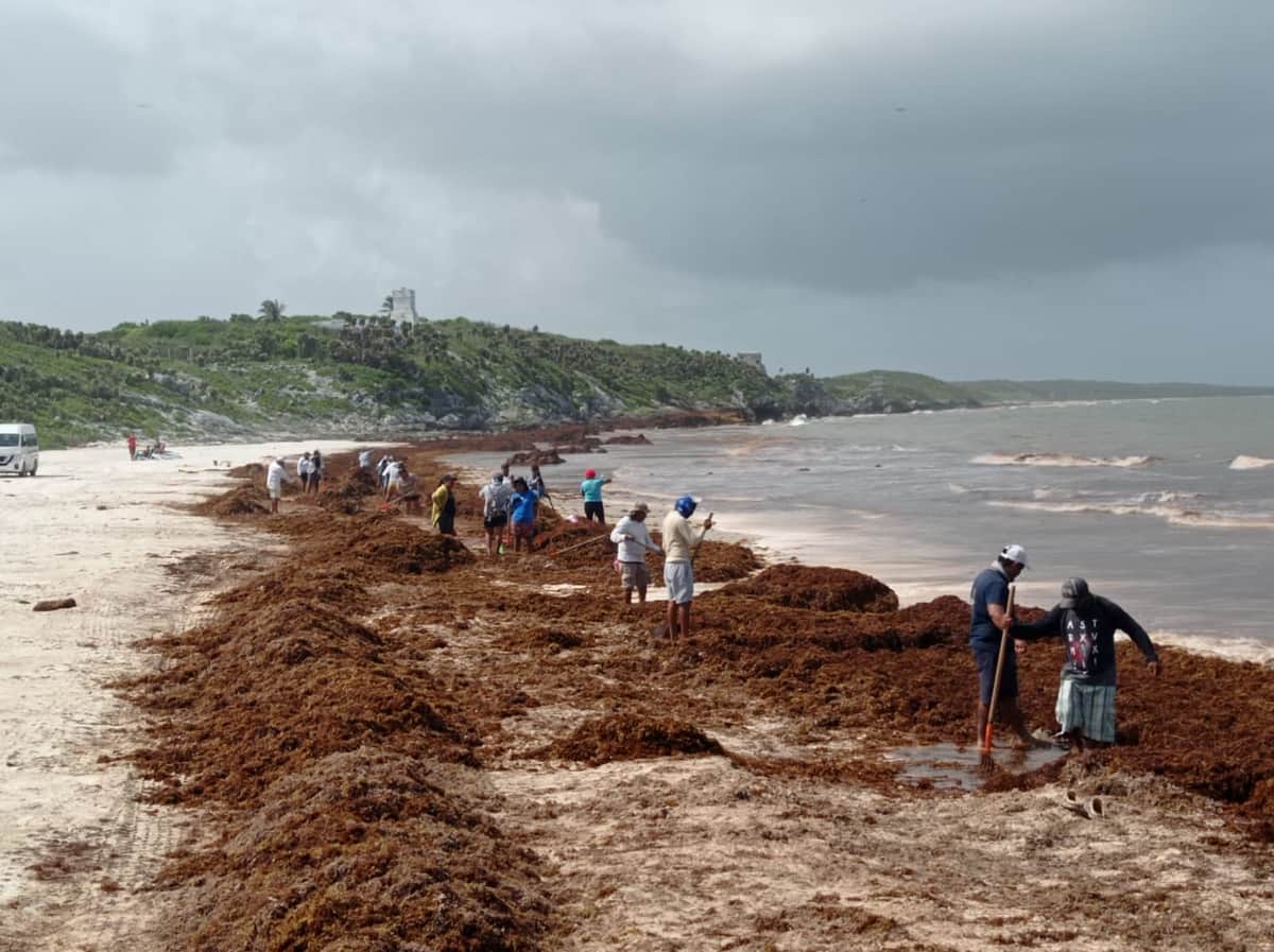 Continúan las labores de limpieza y retiro de sargazo en playas de Tulum