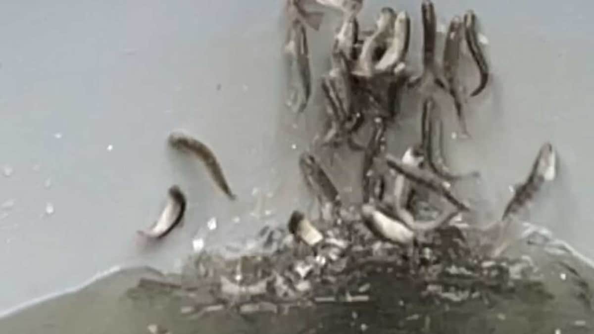 ¡Insólito! Salmones enloquecen en criadero, presumen intoxicación con cocaína