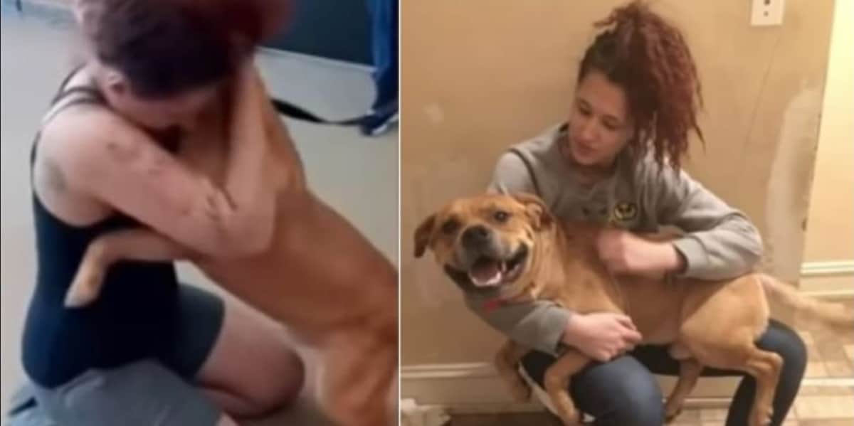 Mujer buscaba adoptar y encontró a su perrito que se había perdido hace años