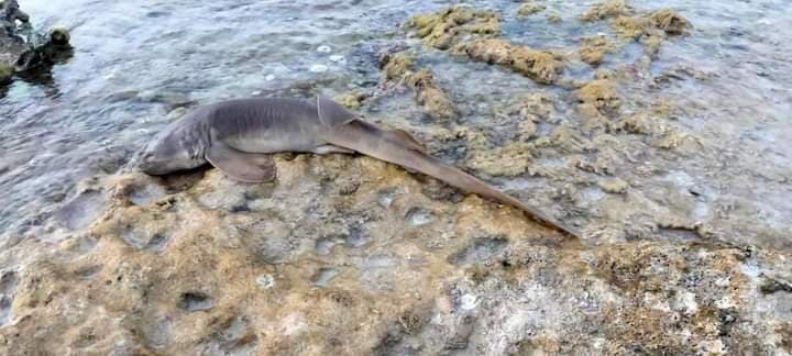 Hallan tiburón gato arponeado a orillas de la playa en Cozumel