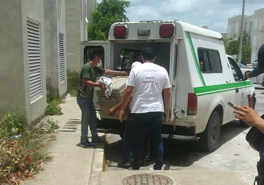 Rescatan a abuelito, obligado a vivir con 18 perros en Cancún