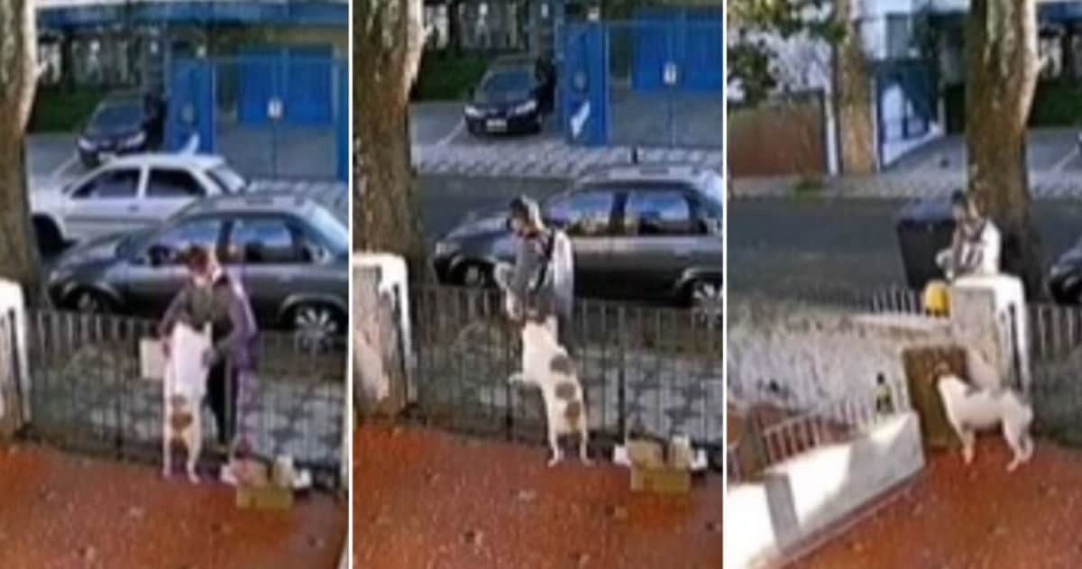 VIDEO: Ladrón engaña con caricias a un perrito ¡para robarle su suéter!