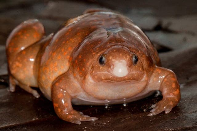 Descubren una ‘Rana zombie’, una nueva especie que sólo sale cuando llueve en el Amazonas