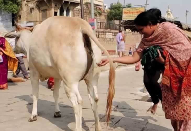Hombres desmienten que orina de vaca cure al Covid-19 y los mandan a prisión en la India